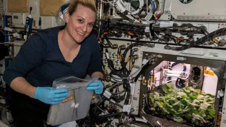 अंतरिक्ष में पहली बार उगाई गई मूली, नासा ने शेयर की तस्वीर