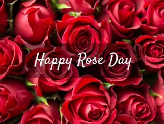 Happy Rose Day 2023: शुरू हुआ Valentine Week, आज है Rose Day,जानिए इस दिन की रोचक कहानी