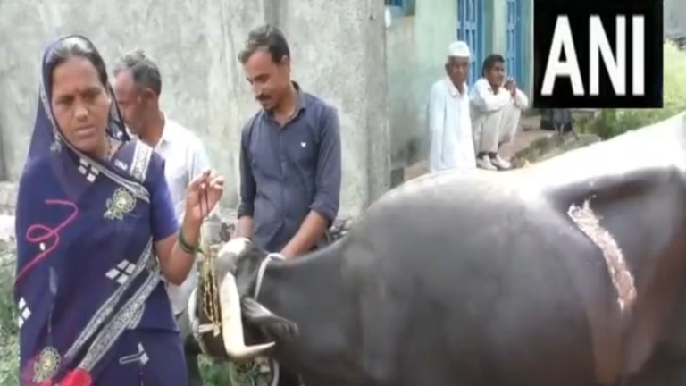 भैंस ने निगल लिया डेढ़ लाख रुपए का मंगलसूत्र, डॉक्टर ने पेट चीरकर निकाला, लगे 65 टांके